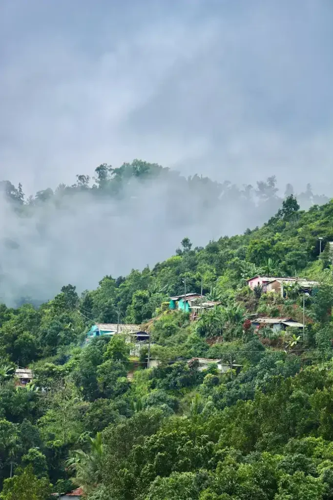 Coffee plantations and green hills in Coorg Karnataka
