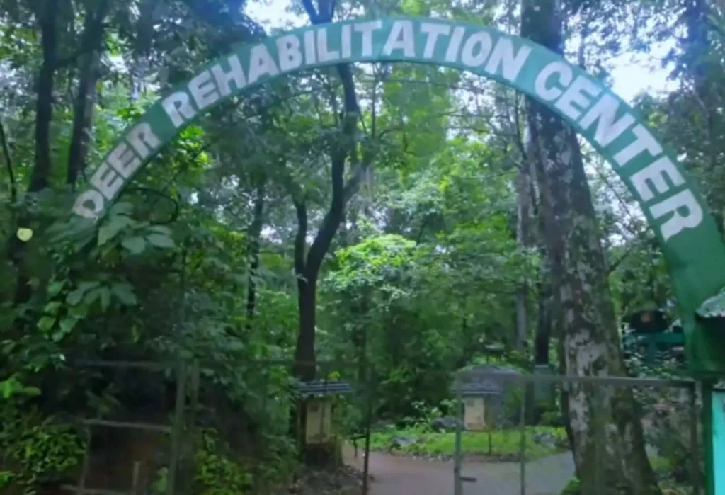 Deer Rehabilitation