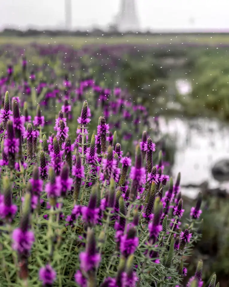 Kaas Plateau blooms into a colorful monsoon paradise filled with seasonal wildflowers.