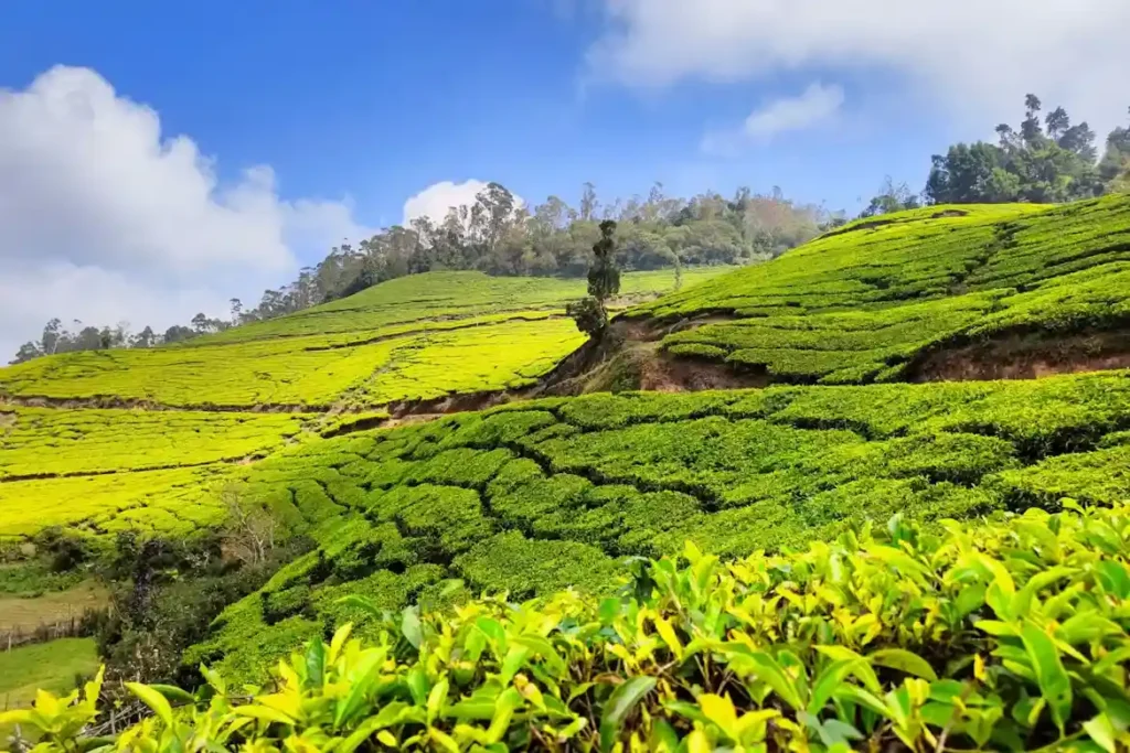 Misty tea plantations and green hills in Munnar Kerala
